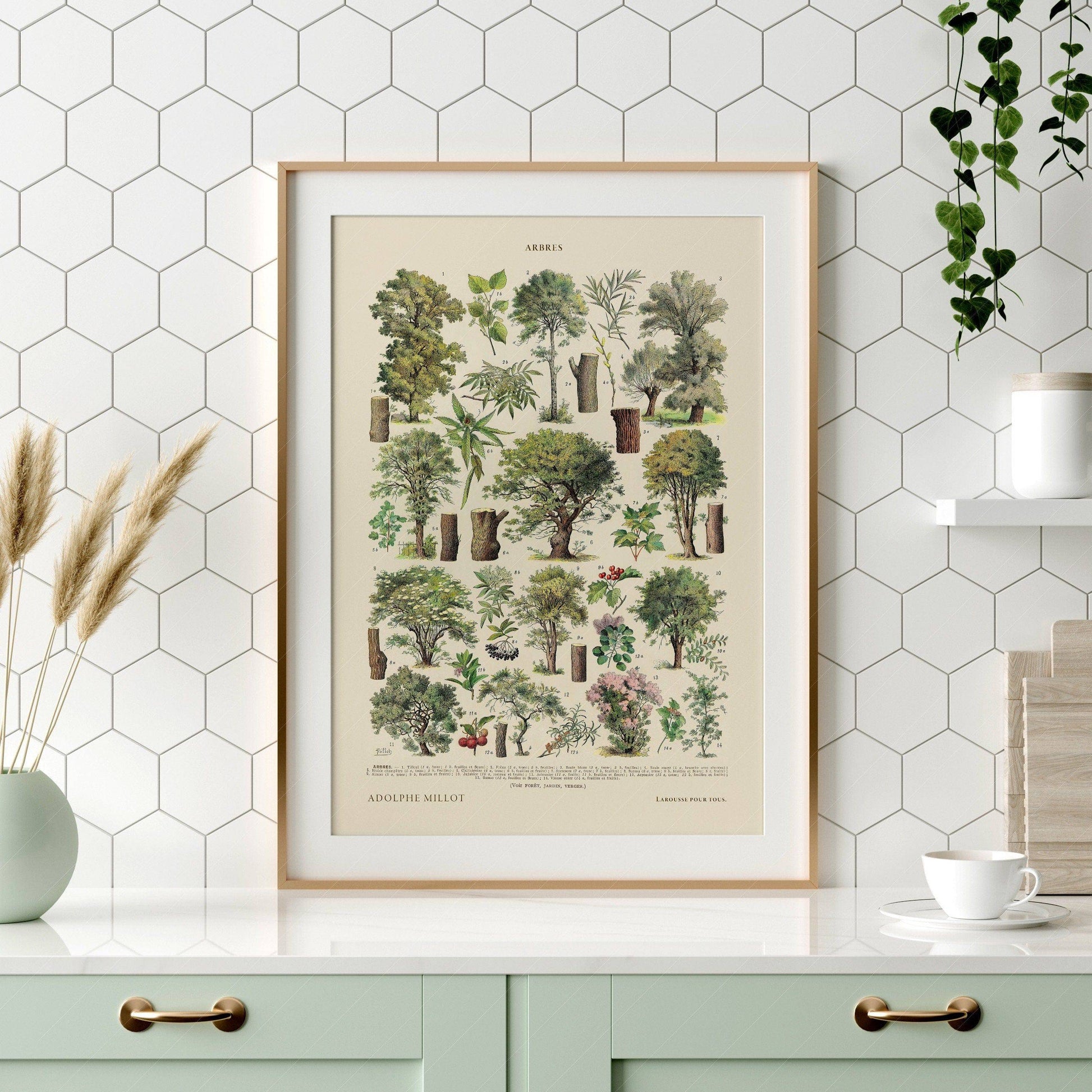 Adolphe Millot Poster, Vintage Trees Illustration Print