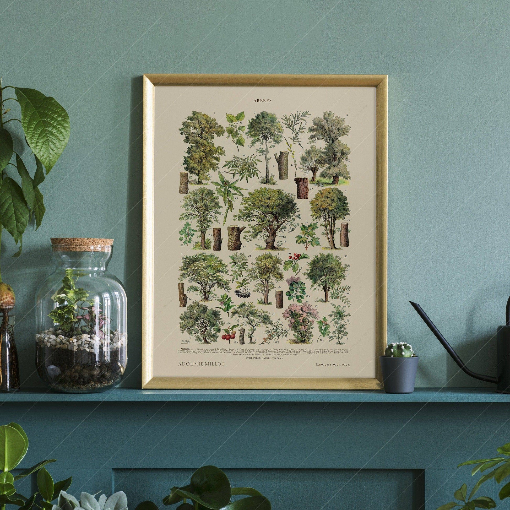 Adolphe Millot Poster, Vintage Trees Illustration Print