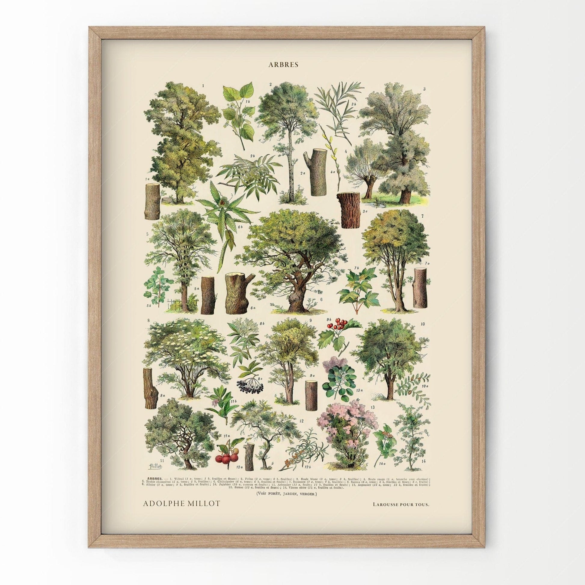 Adolphe Millot Poster, Vintage Trees Illustration Print