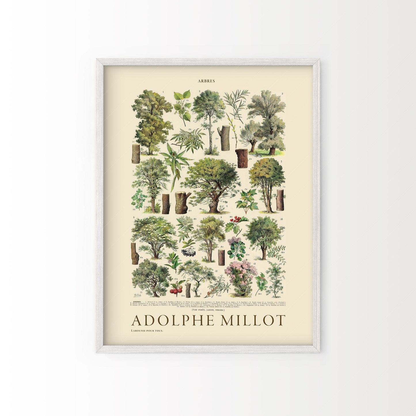 Adolphe Millot Poster, Vintage Trees Print