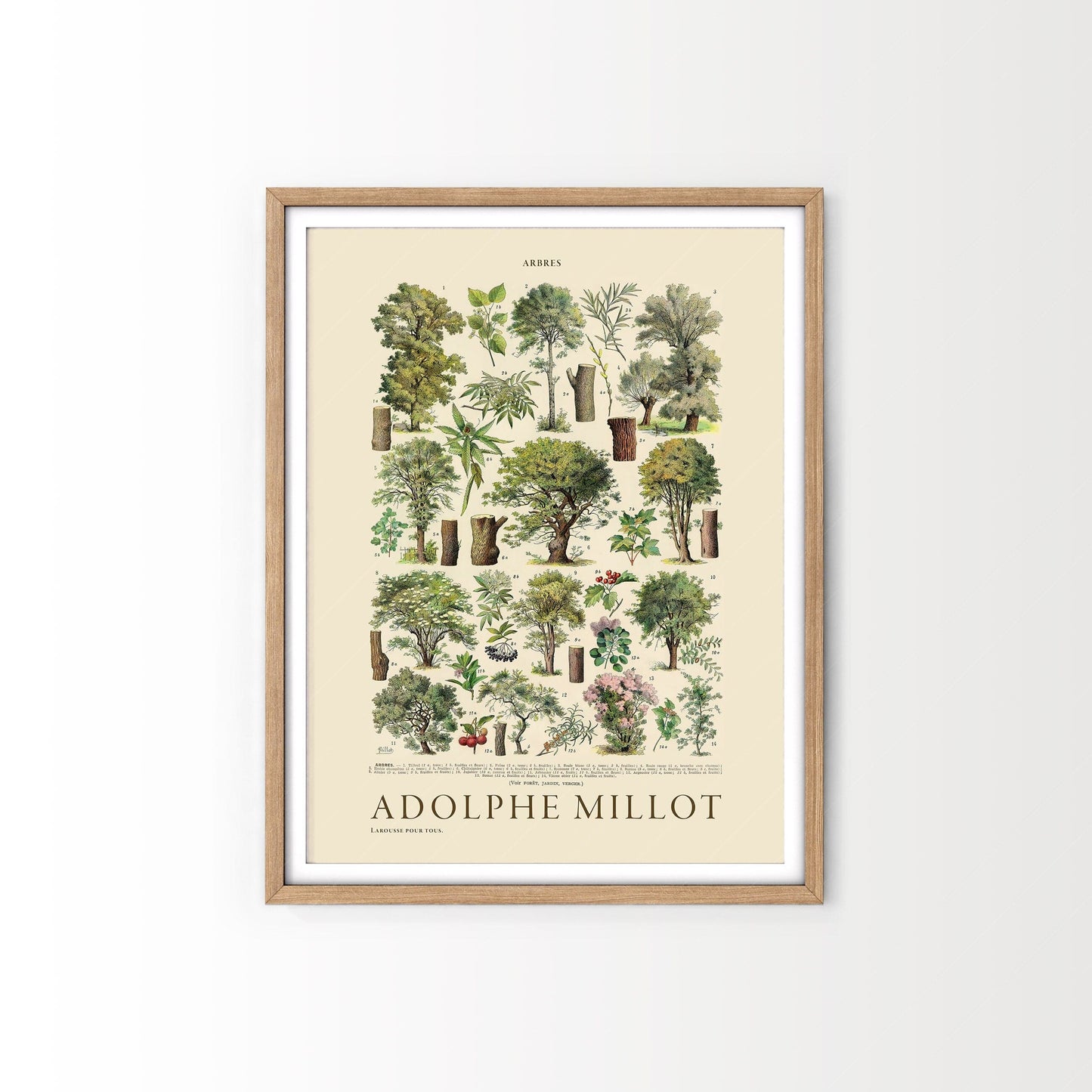 Adolphe Millot Poster, Vintage Trees Print