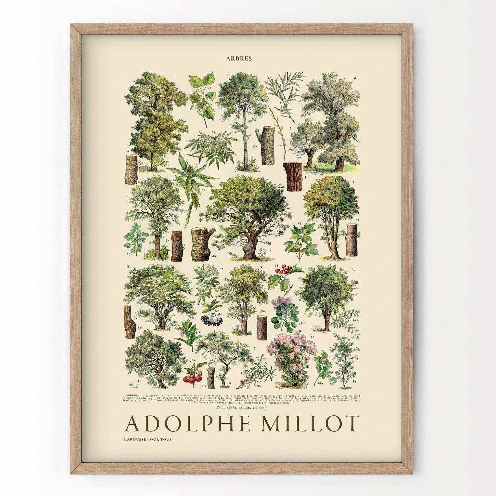 Adolphe Millot Poster, Vintage Trees Print