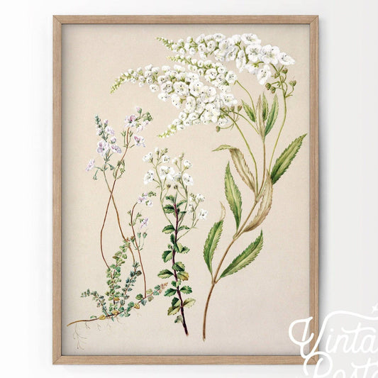 Antique Flower Print, Floral Wall Art