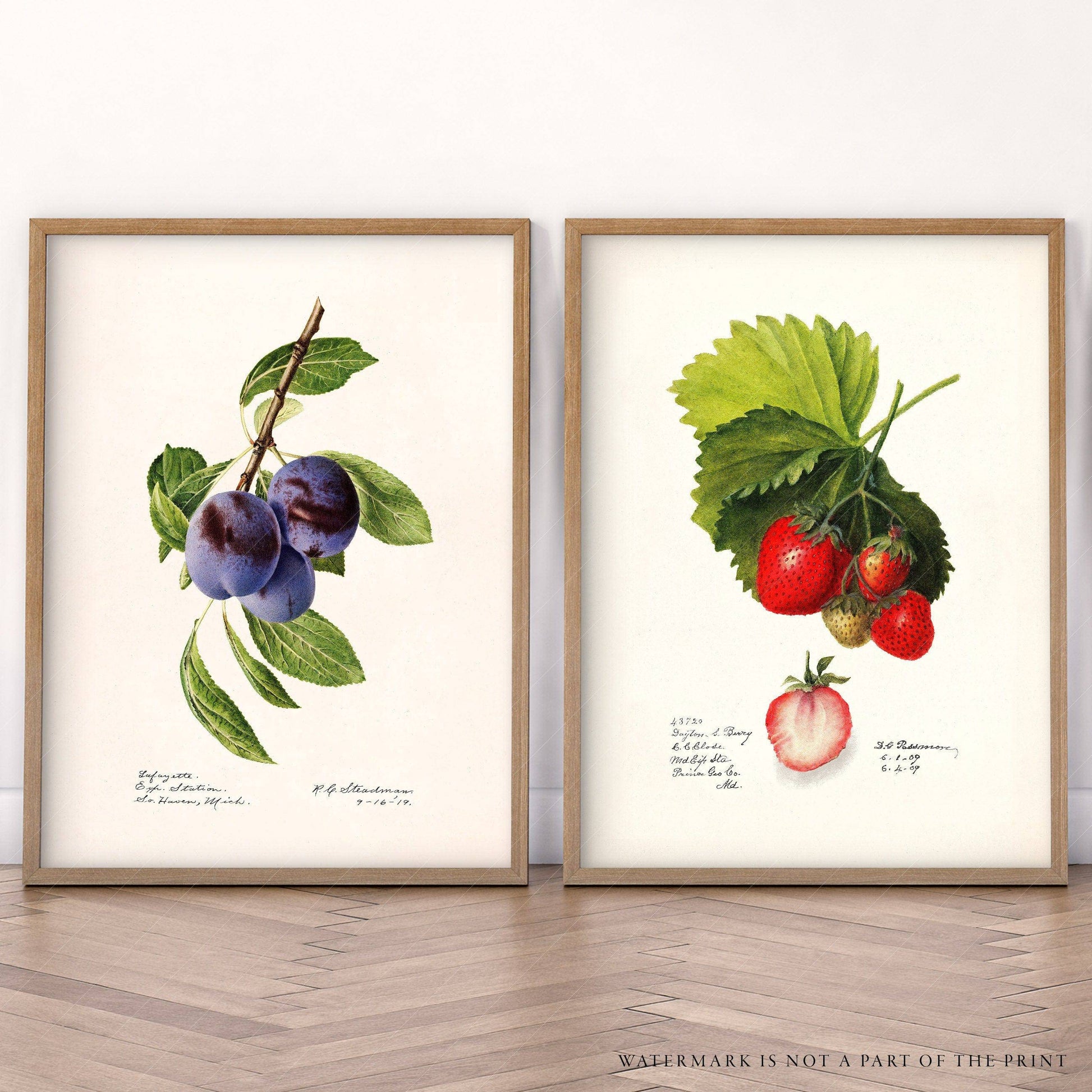 Antique fruits print, Strawberry and Blueberry, Kitchen Wall Decor, Set of 2