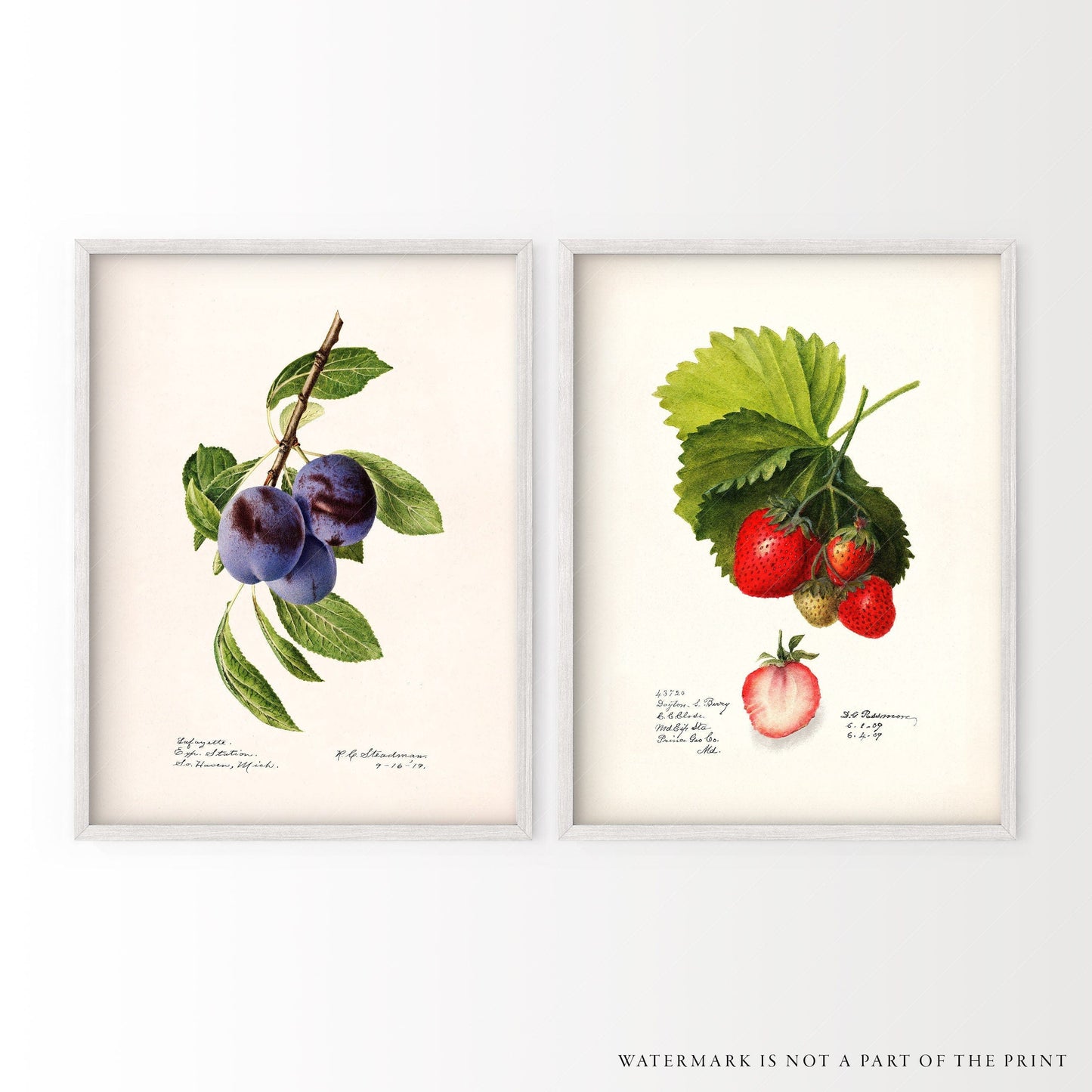 Antique fruits print, Strawberry and Blueberry, Kitchen Wall Decor, Set of 2