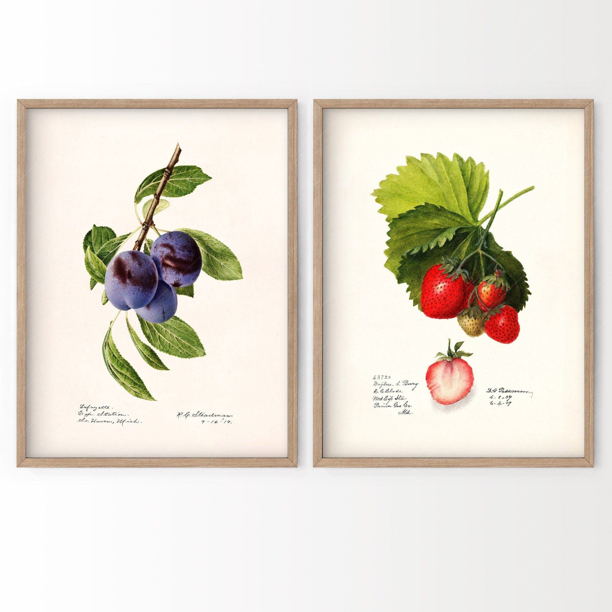 Antique fruits print, Strawberry and Blueberry, Kitchen Wall Decor, Set of 2