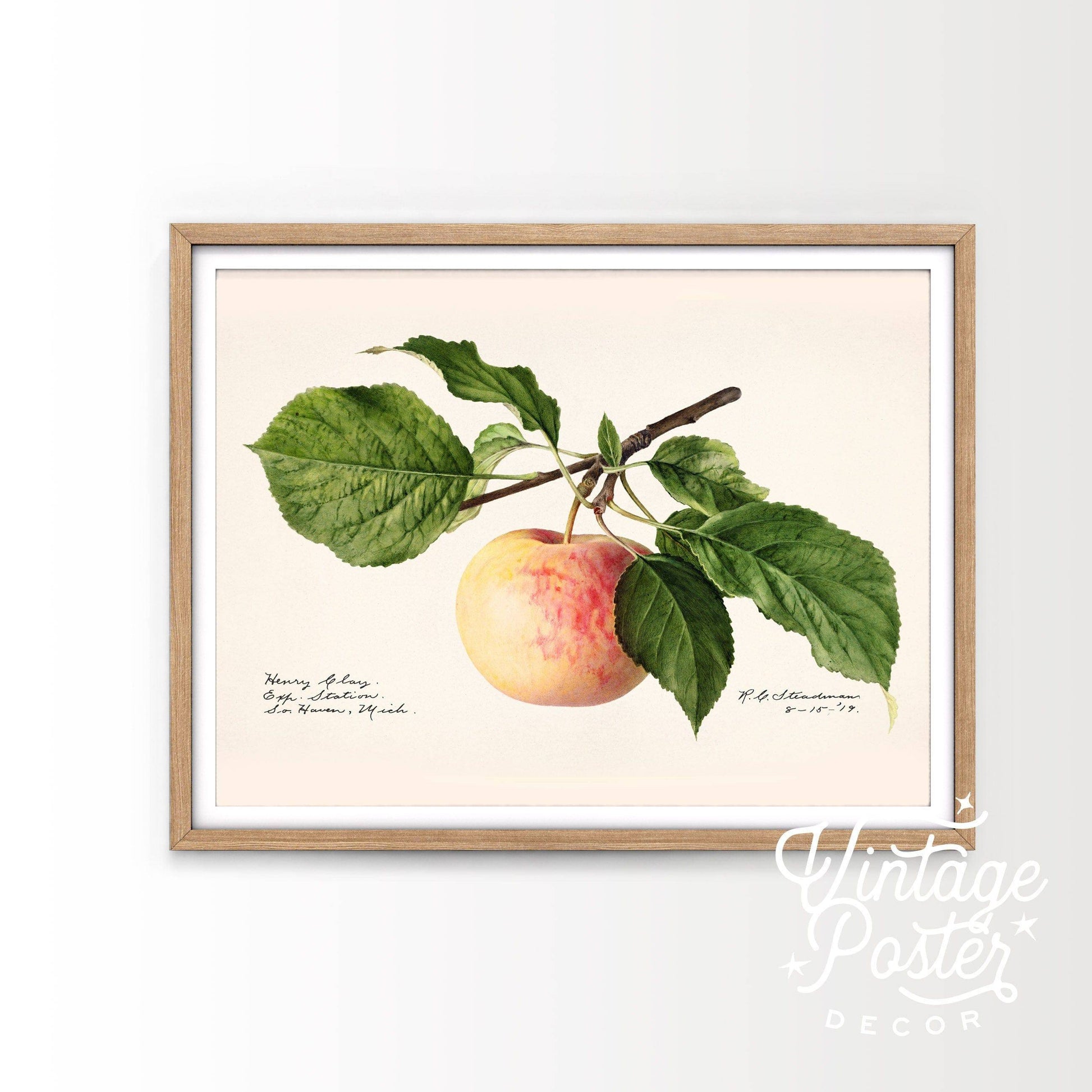 Apple Fruit Print, Vintage Apple Poster, Botanical Fruit, Kitchen Wall Art