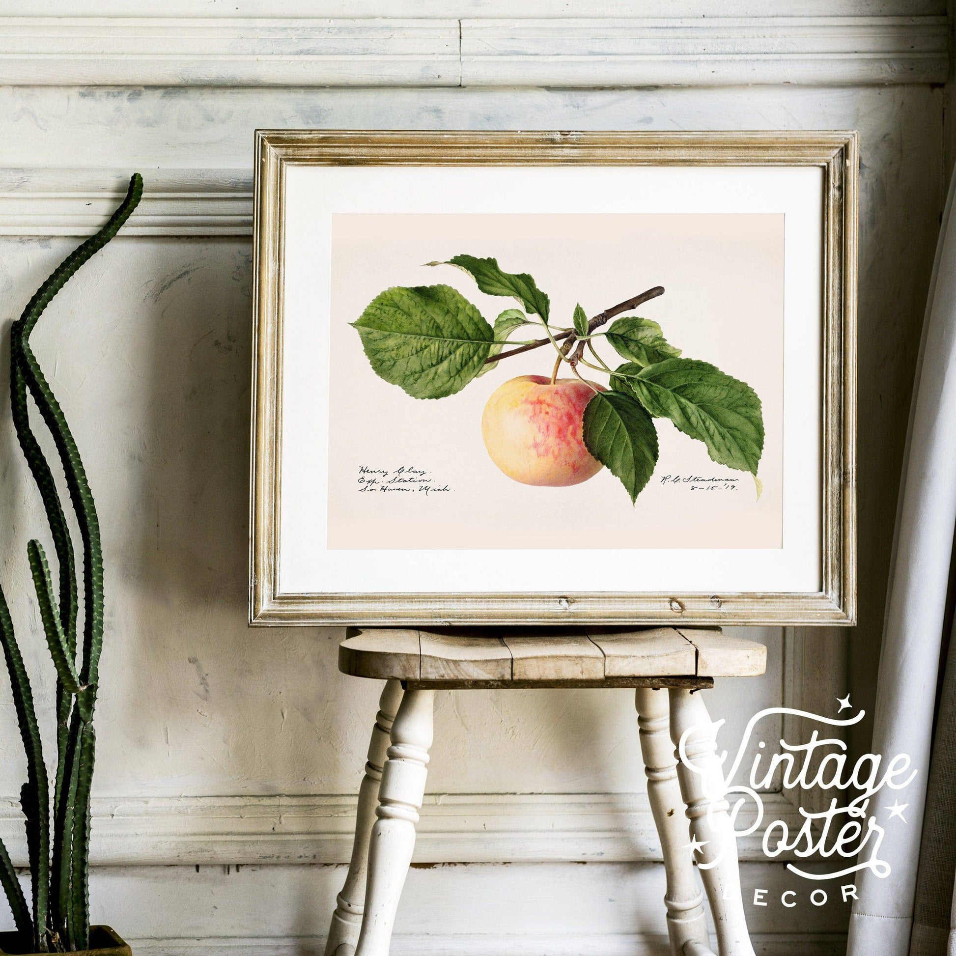 Apple Fruit Print, Vintage Apple Poster, Botanical Fruit, Kitchen Wall Art