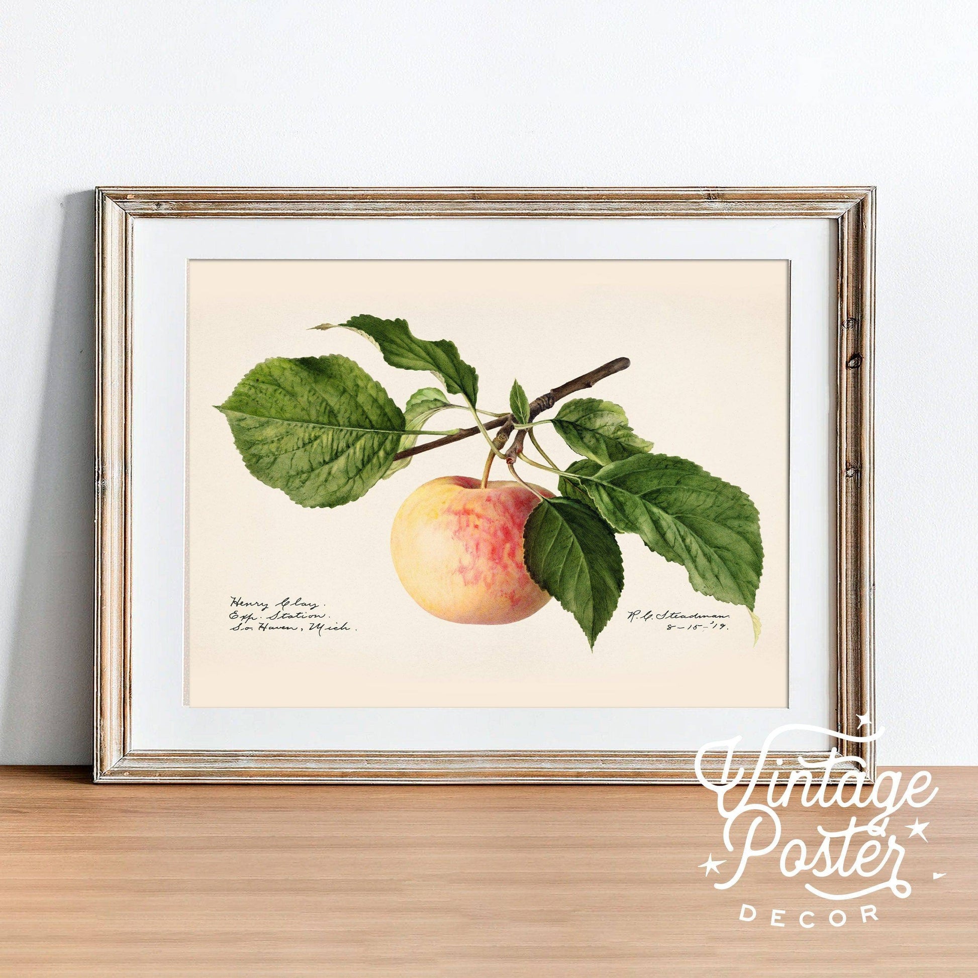 Apple Fruit Print, Vintage Apple Poster, Botanical Fruit, Kitchen Wall Art