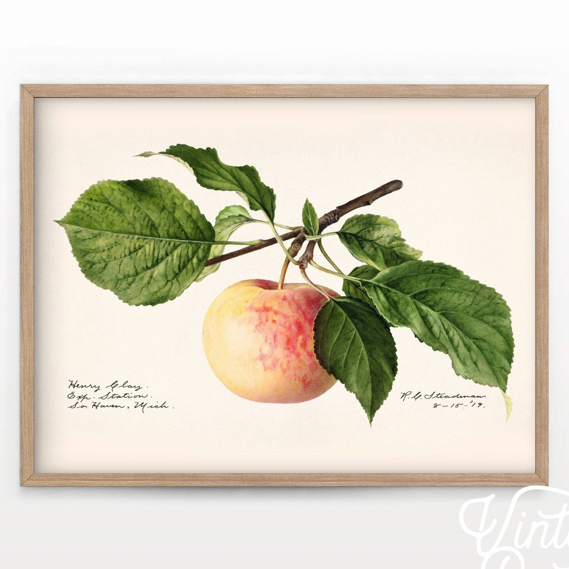 Apple Fruit Print, Vintage Apple Poster, Botanical Fruit, Kitchen Wall Art