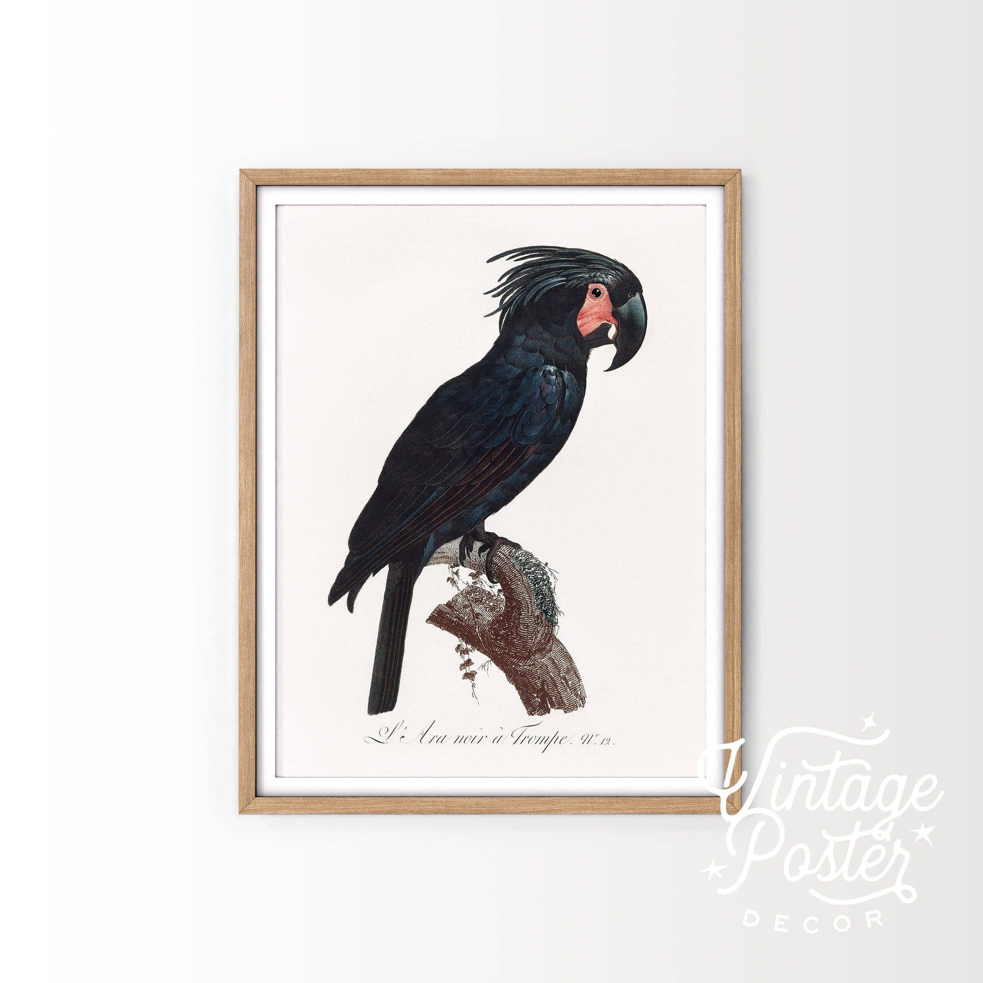 Black Bird Wall Art, Parrot Print, Vintage Bird Poster, Cockatoo Print