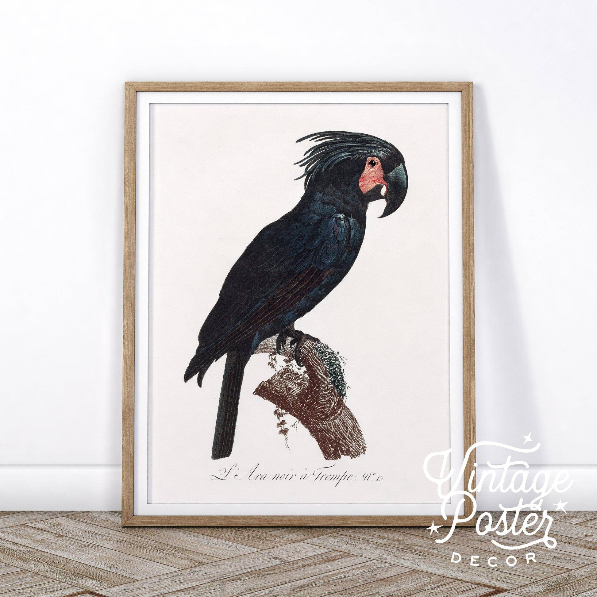 Black Bird Wall Art, Parrot Print, Vintage Bird Poster, Cockatoo Print