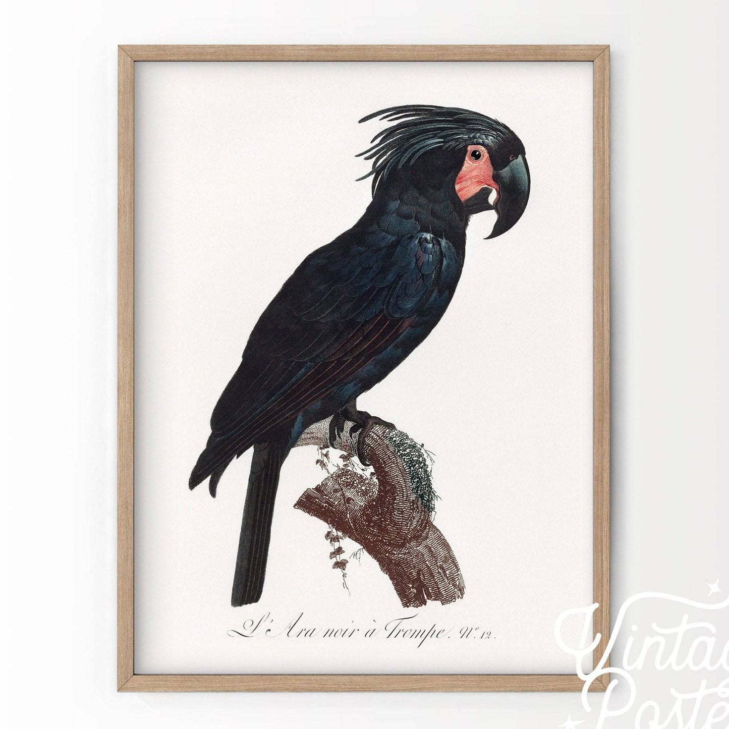 Black Bird Wall Art, Parrot Print, Vintage Bird Poster, Cockatoo Print