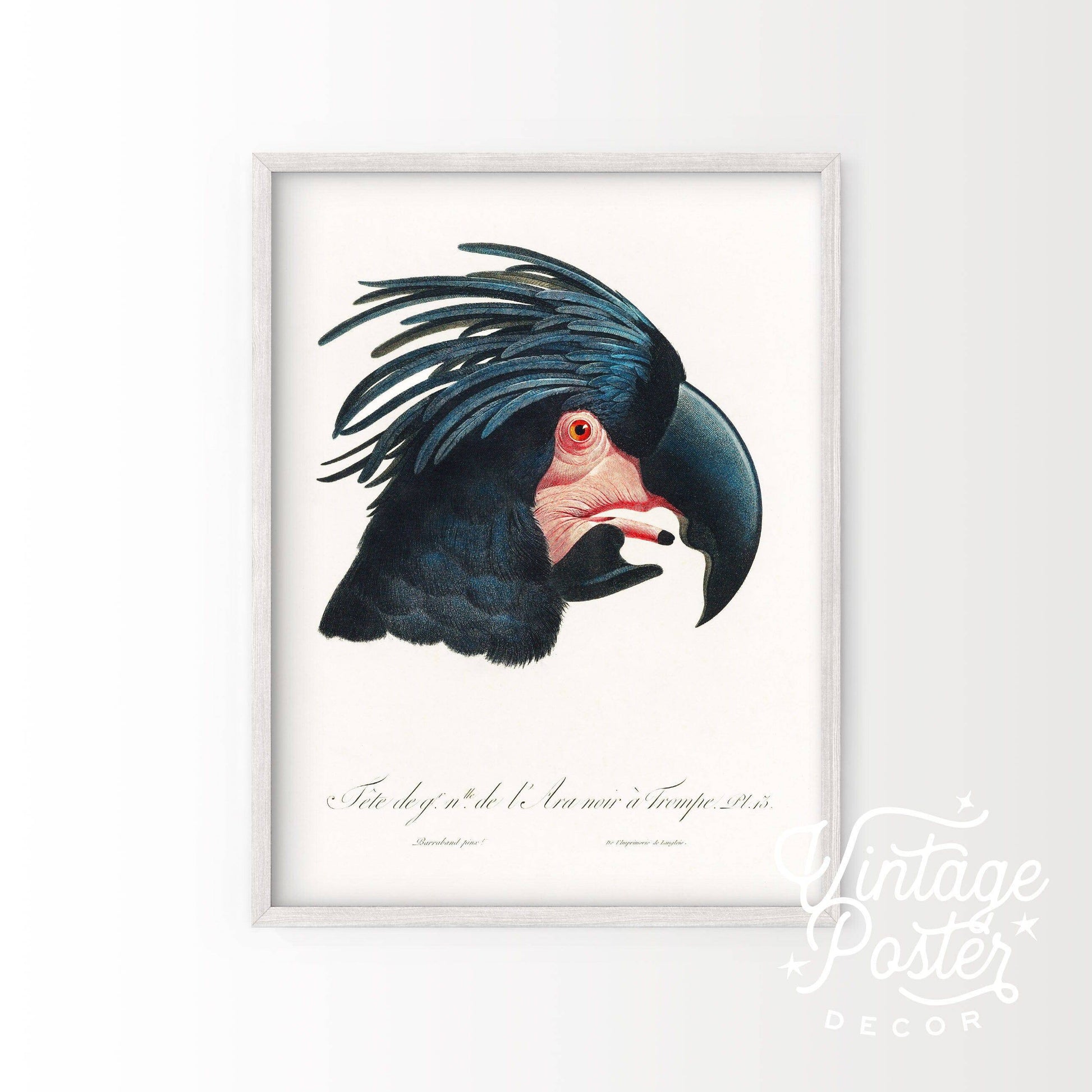 Black Cockatoo Print, Parrot Wall Art, Vintage Bird Poster