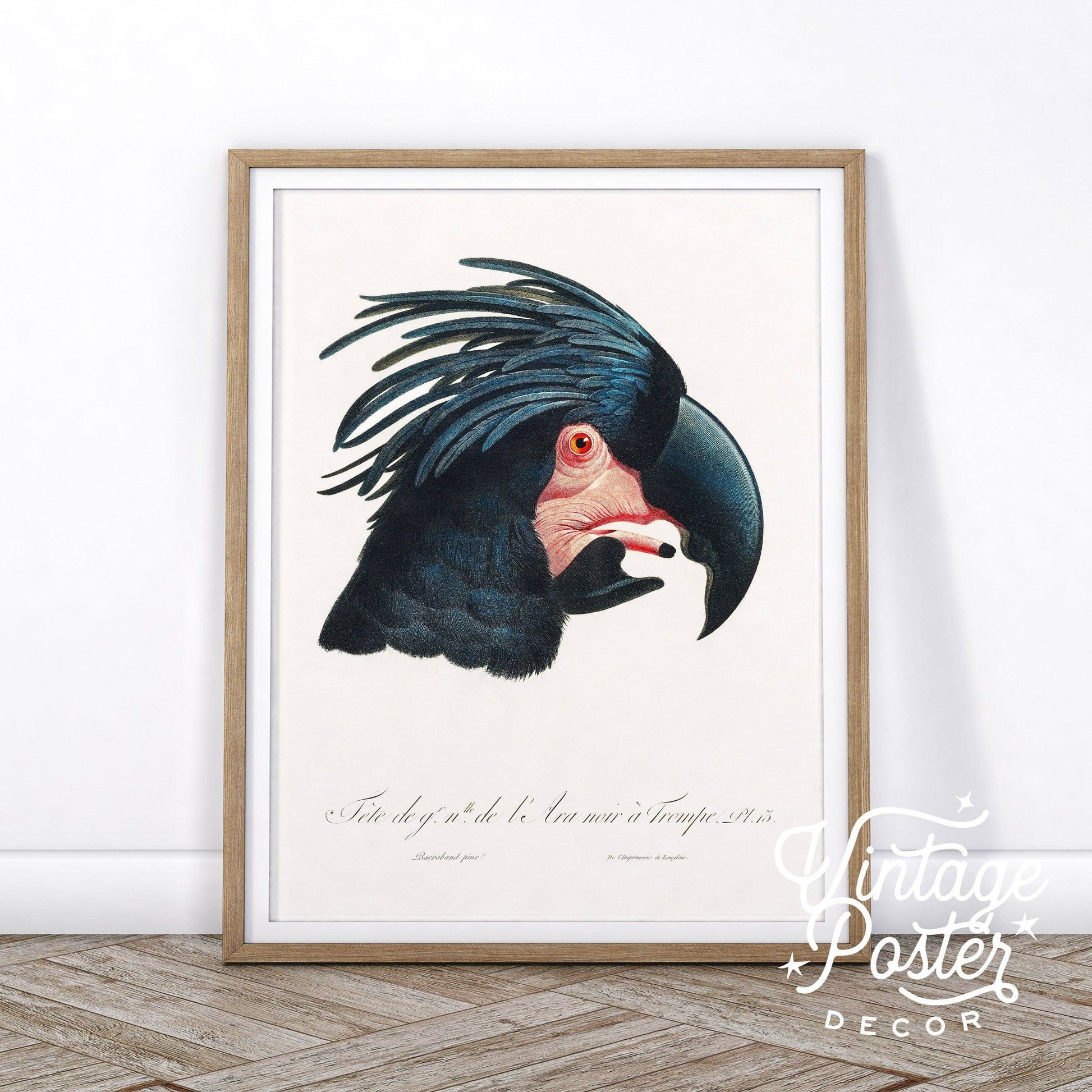 Black Cockatoo Print, Parrot Wall Art, Vintage Bird Poster