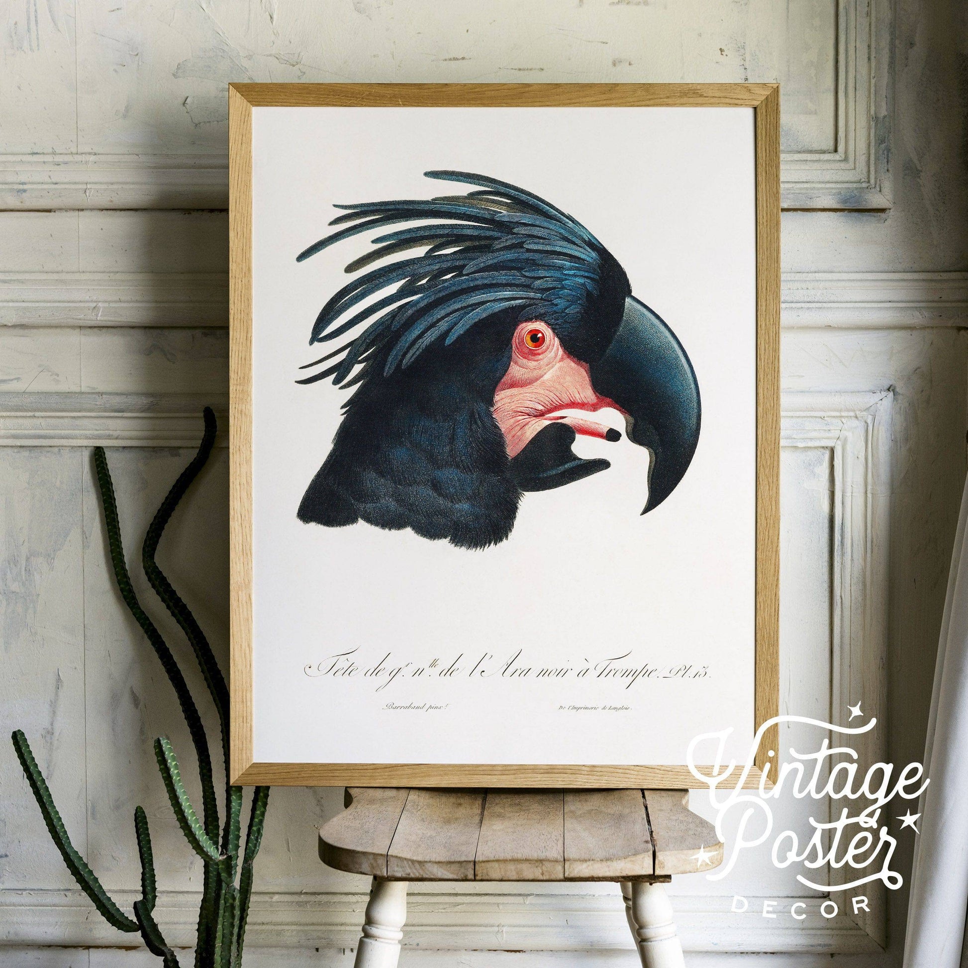 Black Cockatoo Print, Parrot Wall Art, Vintage Bird Poster