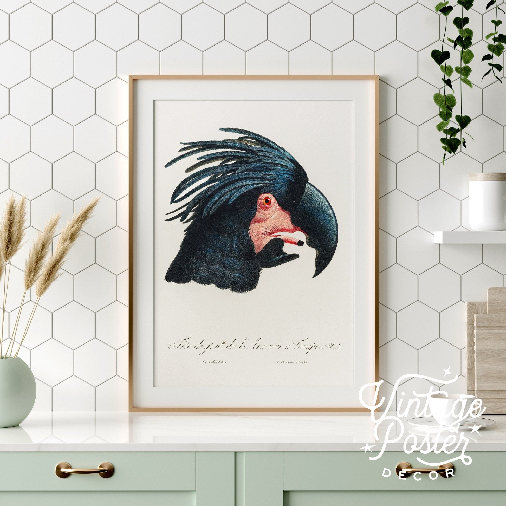 Black Cockatoo Print, Parrot Wall Art, Vintage Bird Poster