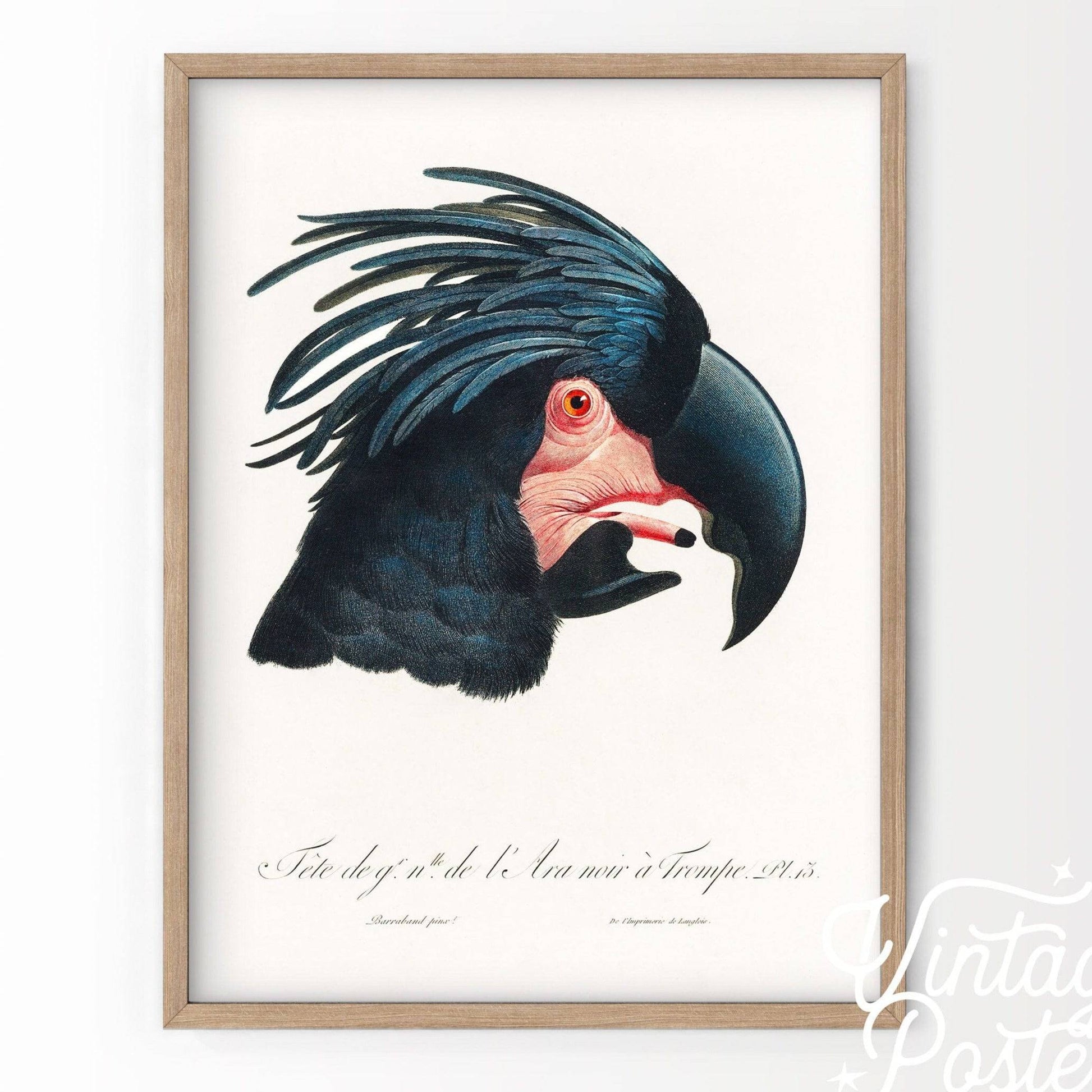 Black Cockatoo Print, Parrot Wall Art, Vintage Bird Poster