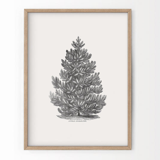 Black Pine Tree, Christmas Wall Decor, Forest Poster, Norway Spruce