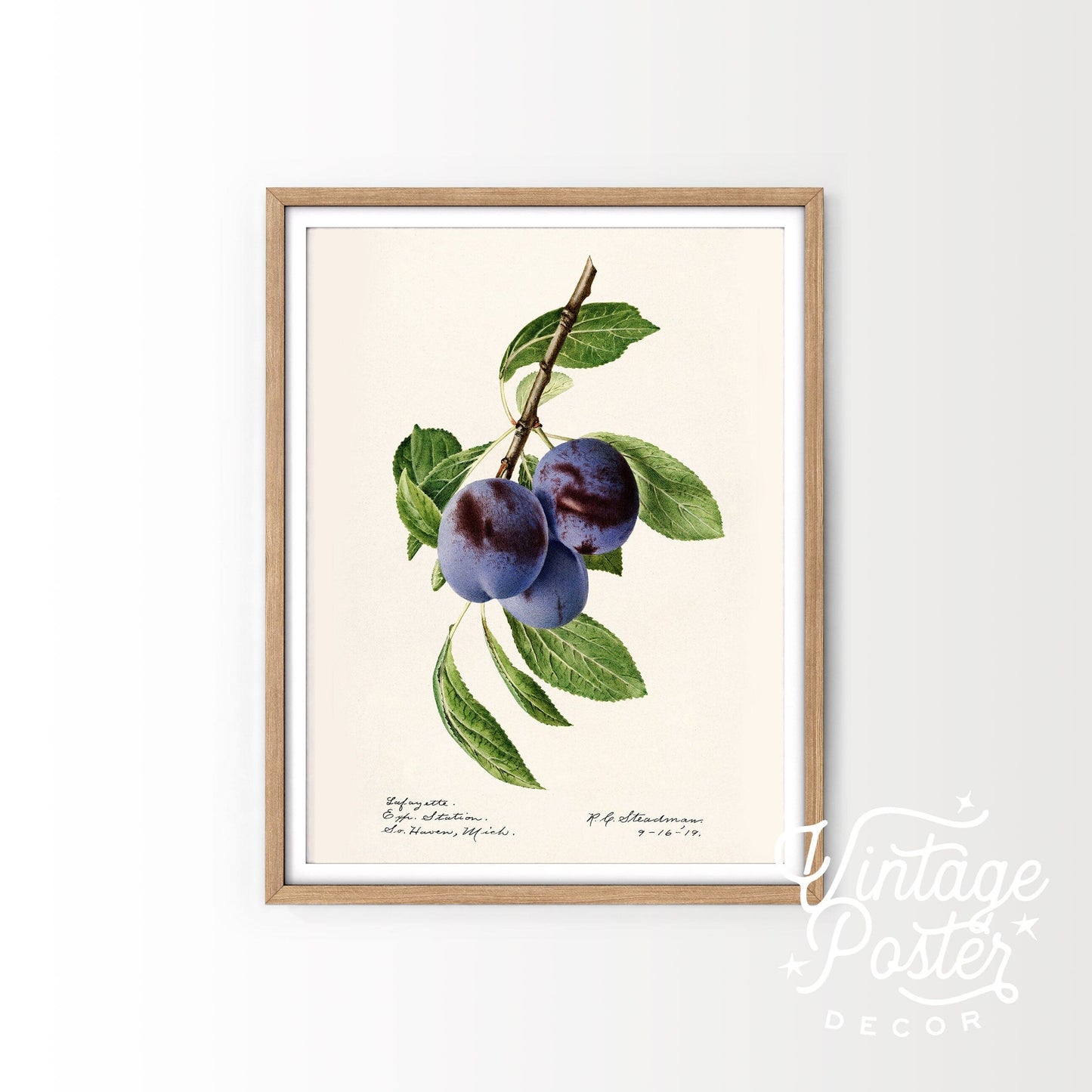 Blueberry Print, Vintage Fruit Poster, Botanical Fruit Art