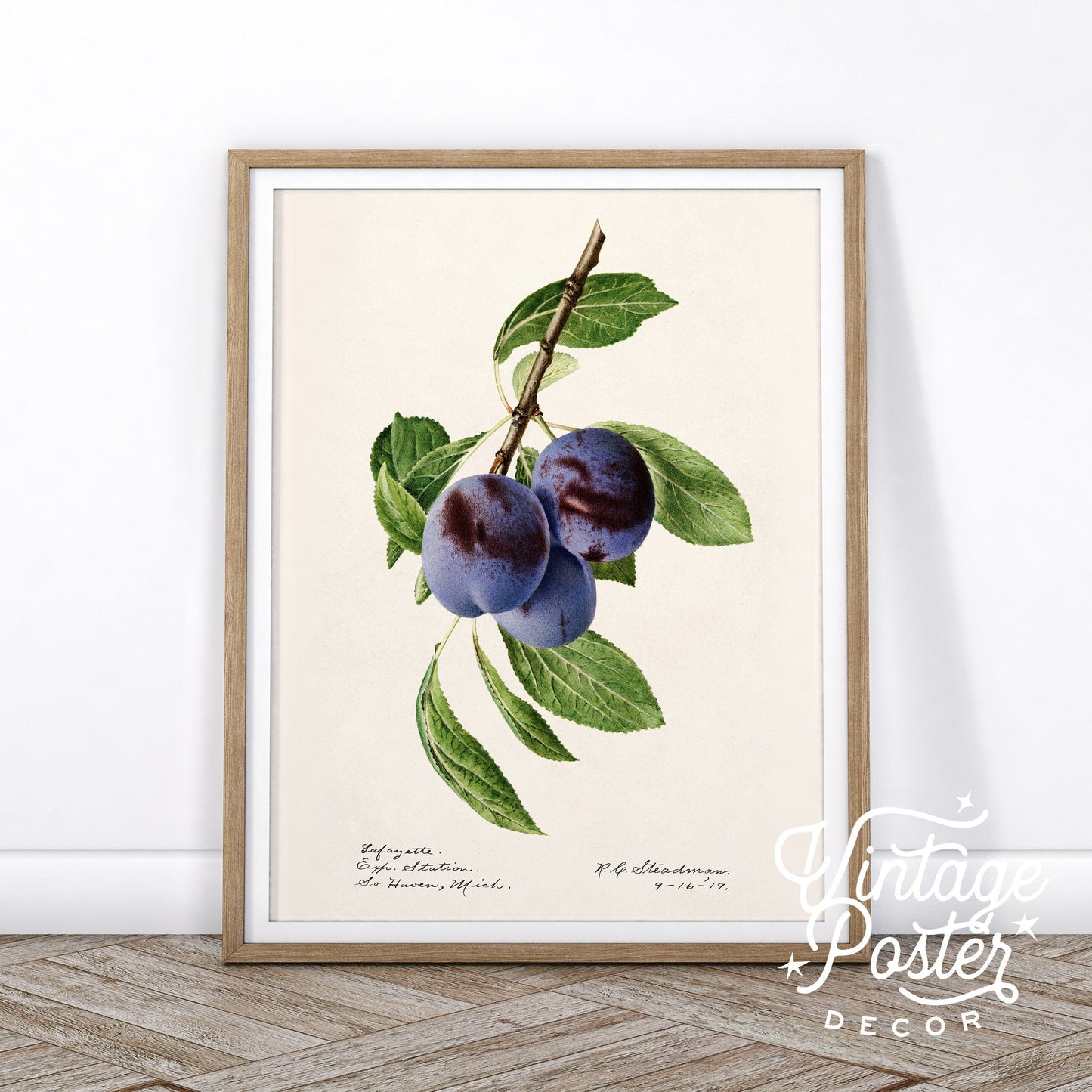 Blueberry Print, Vintage Fruit Poster, Botanical Fruit Art