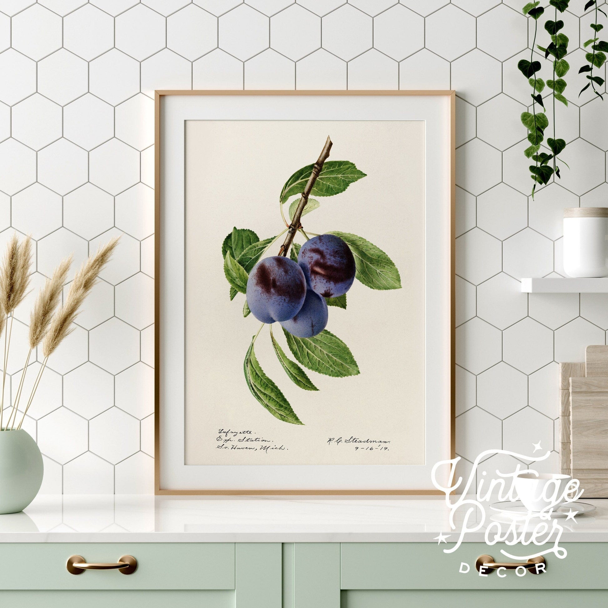 Blueberry Print, Vintage Fruit Poster, Botanical Fruit Art