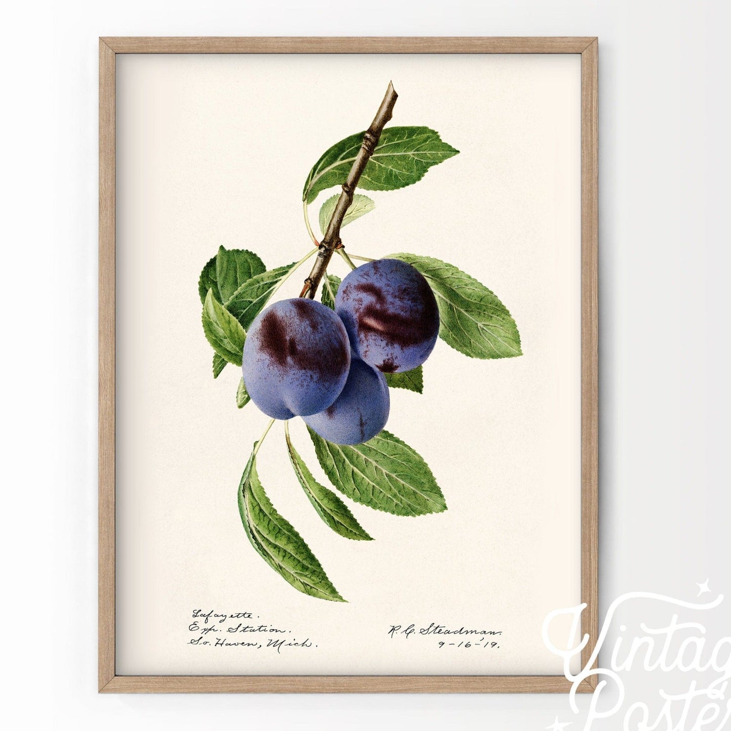 Blueberry Print, Vintage Fruit Poster, Botanical Fruit Art