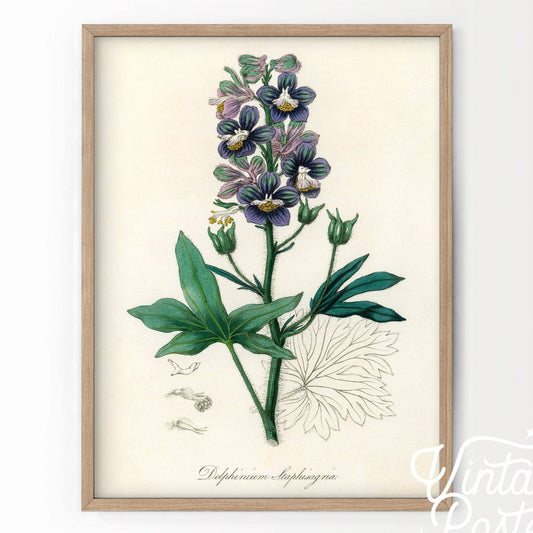 Botanical Floral Art Print, Vintage Flower Poster