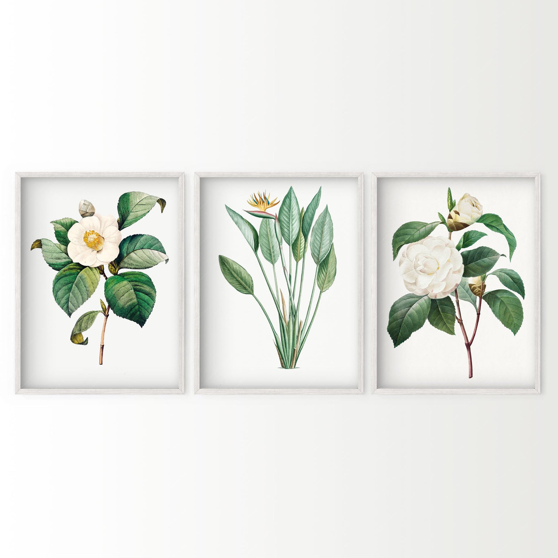 Botanical Gallery Wall Art, Antique Flower Paintings 03