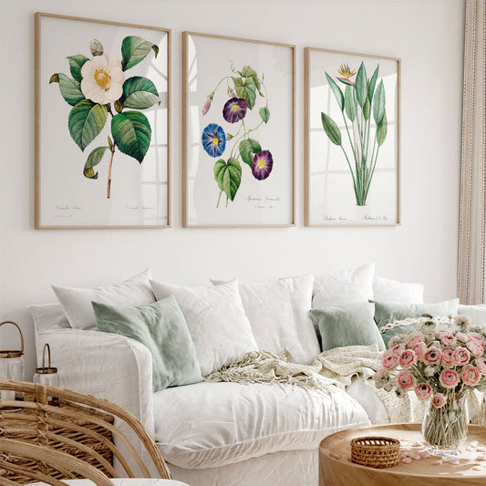Botanical gallery wall art set of three vintage prints featuring camellia, morning glory, and bird of paradise.