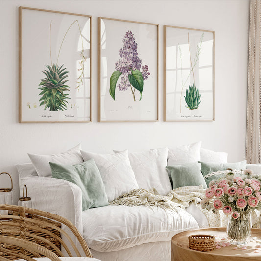 Botanical gallery wall art set of three vintage prints featuring aloe plants and lilac flowers.