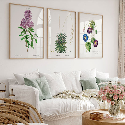 Botanical gallery wall art set of three vintage prints featuring lilac, aloe, and morning glory flowers.