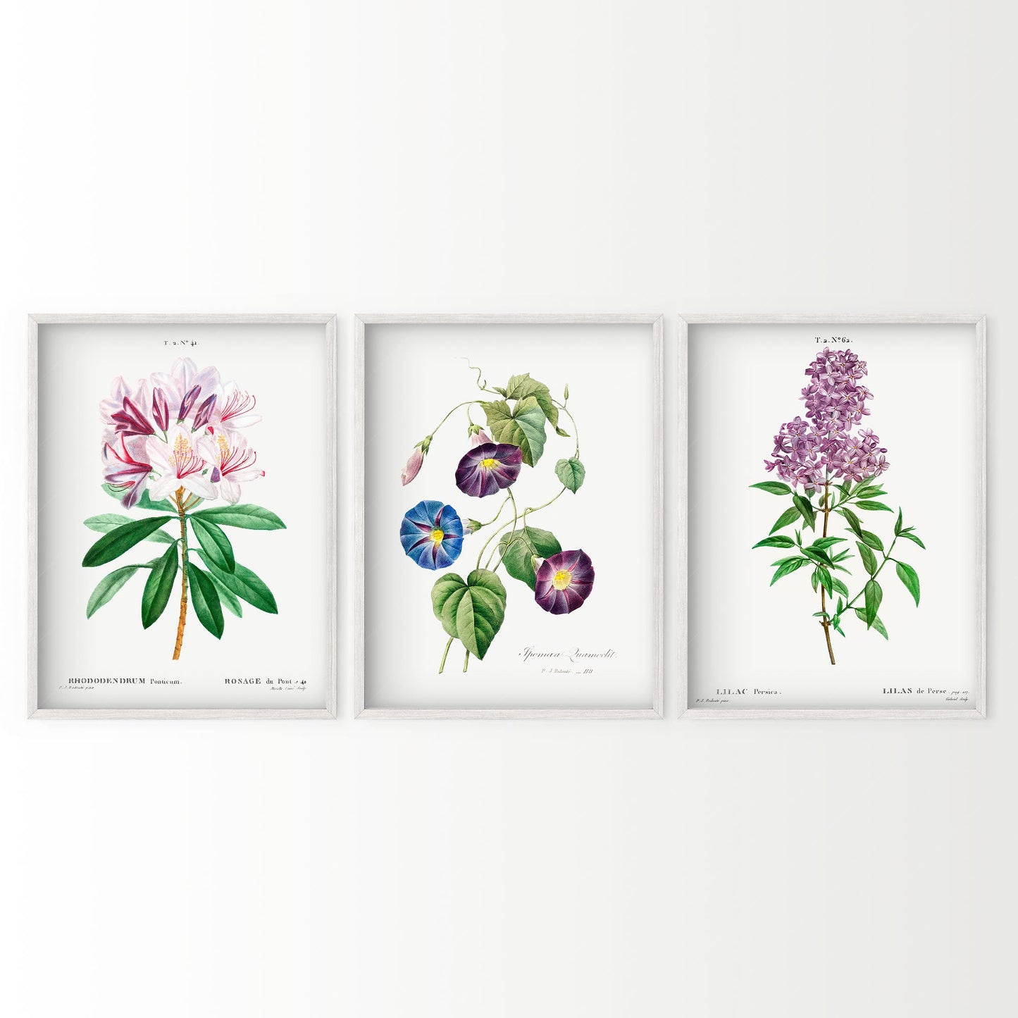 Botanical Gallery Wall Art, Set of 3 Prints, Antique Flowers Paintings 08