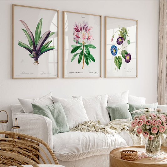 Vintage botanical gallery wall art set of three prints featuring Tradescantia, Rhododendron, and Morning Glory flowers.