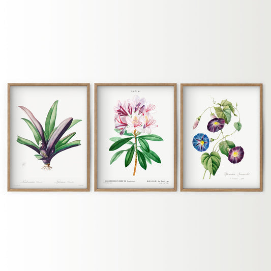 Botanical Gallery Wall Art, Set of 3 Prints, Antique Flowers Paintings 09