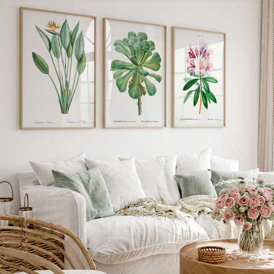 Vintage botanical gallery wall art set of three prints featuring Bird of Paradise, succulent, and Rhododendron flowers.