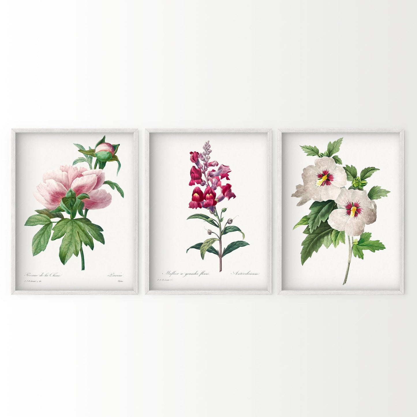 Botanical Gallery Wall Art, Set of 3 Prints, Antique Flowers Paintings 11