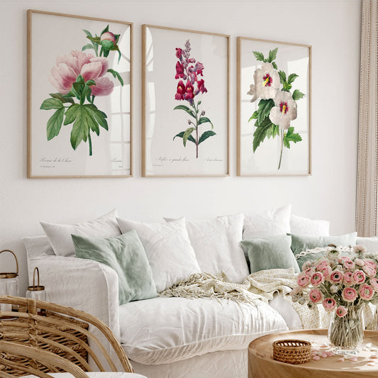 Vintage botanical art print set of three featuring peony, snapdragon, and hollyhock antique flower illustrations as wall art.