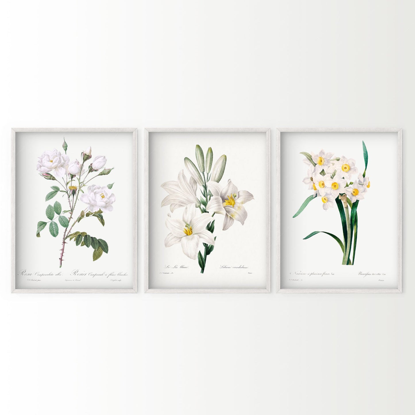 Botanical Gallery Wall Art, Set of 3 Prints, Antique White Flower Paintings 05