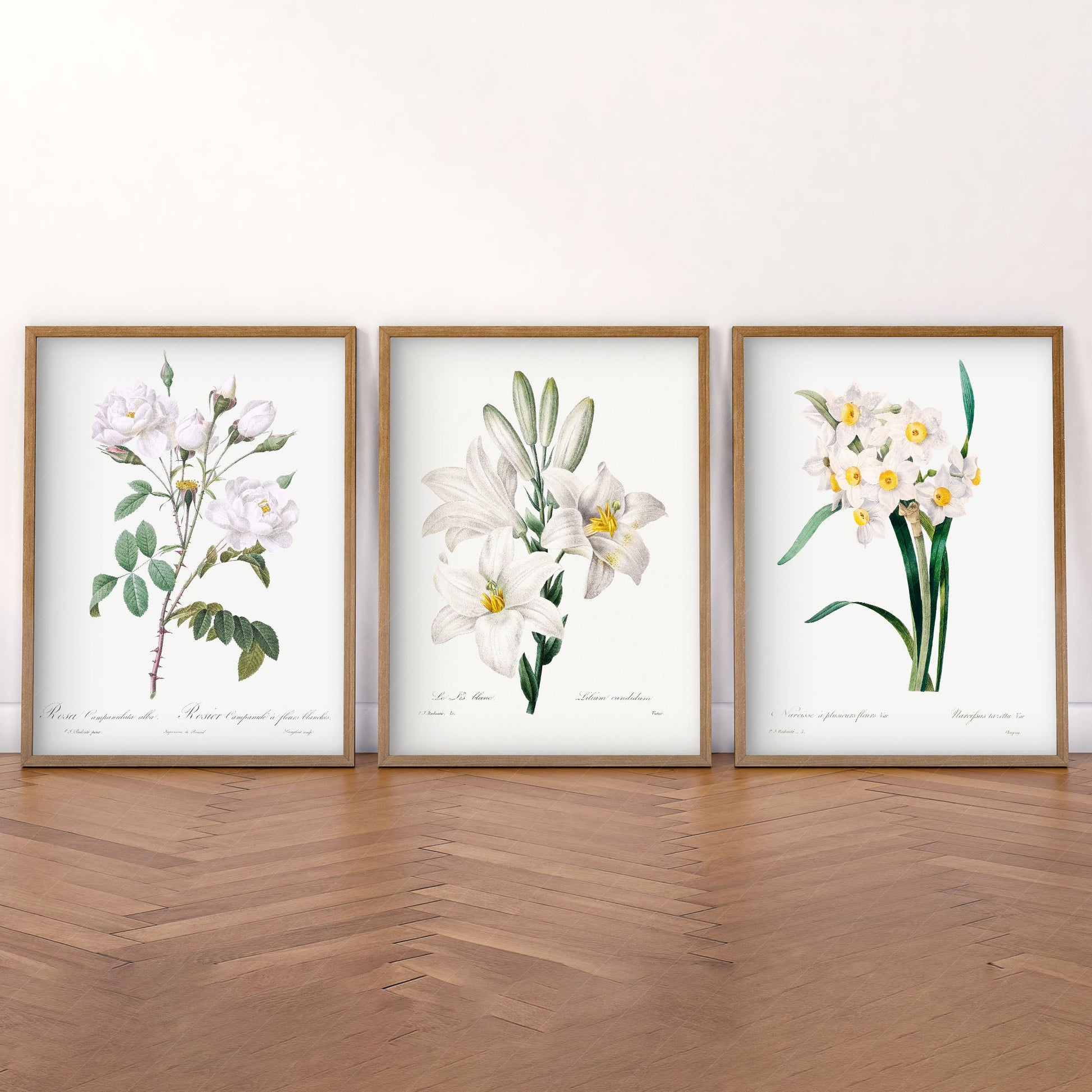 Botanical Gallery Wall Art, Set of 3 Prints, Antique White Flower Paintings 05