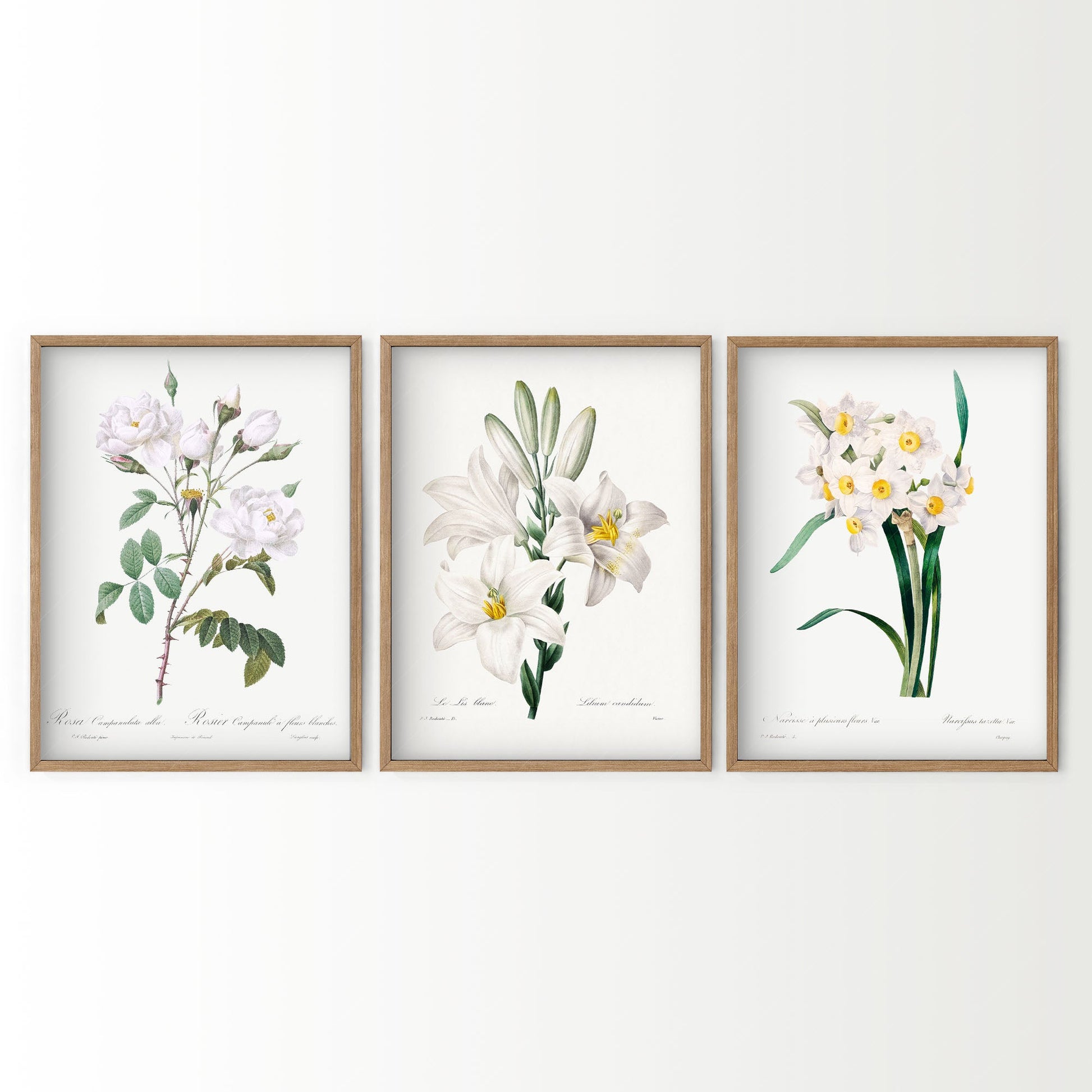 Botanical Gallery Wall Art, Set of 3 Prints, Antique White Flower Paintings 05