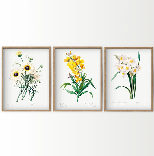 Botanical Gallery Wall, Set of 3 Prints, Antique Flower Paintings 02