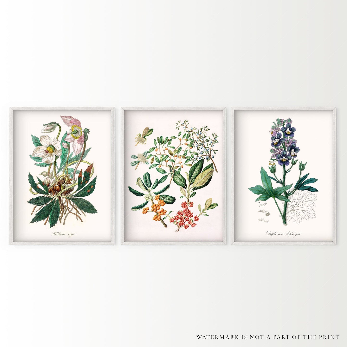 Botanical Gallery Wall, Set of 3 Prints, Antique Flower Paintings