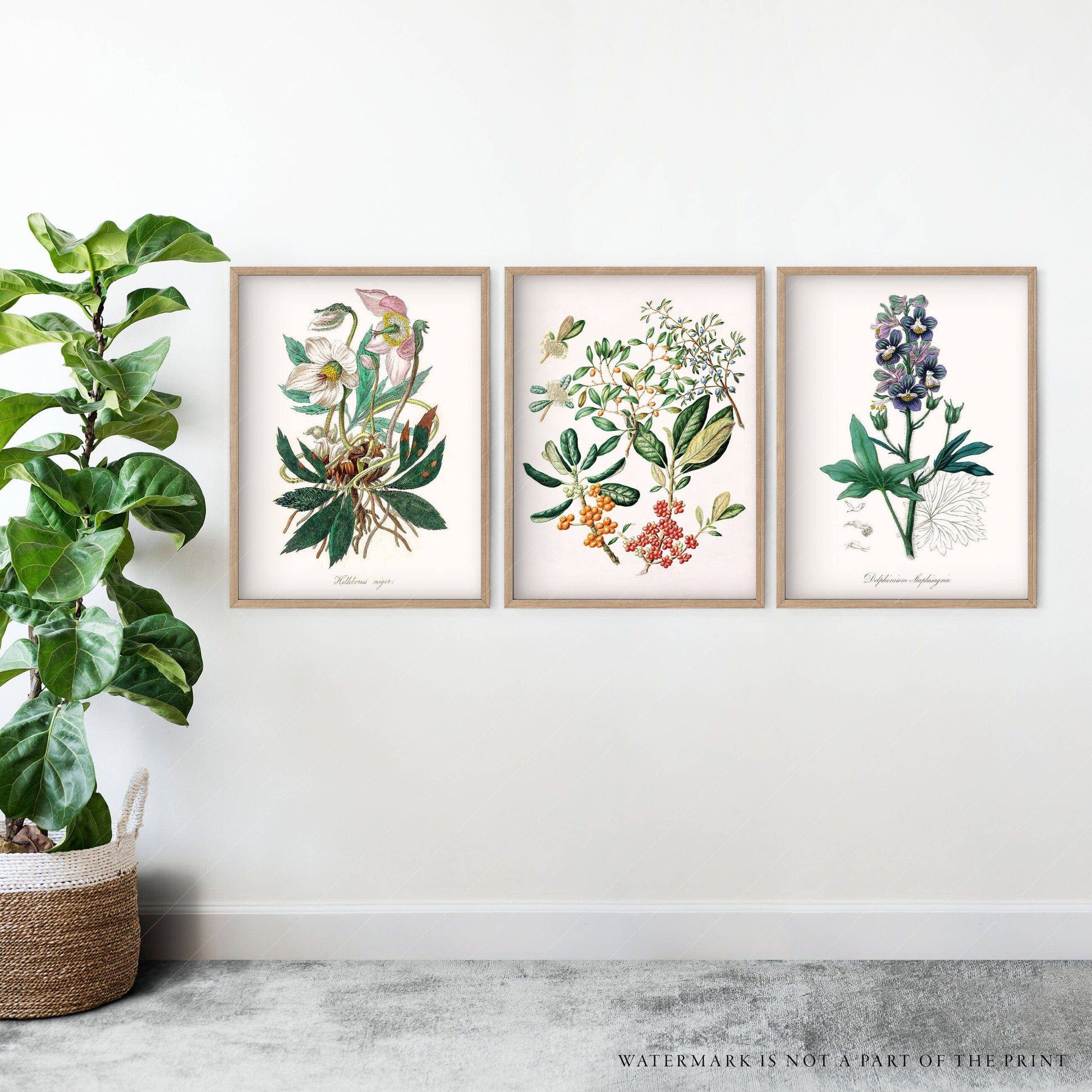 Botanical Gallery Wall, Set of 3 Prints, Antique Flower Paintings