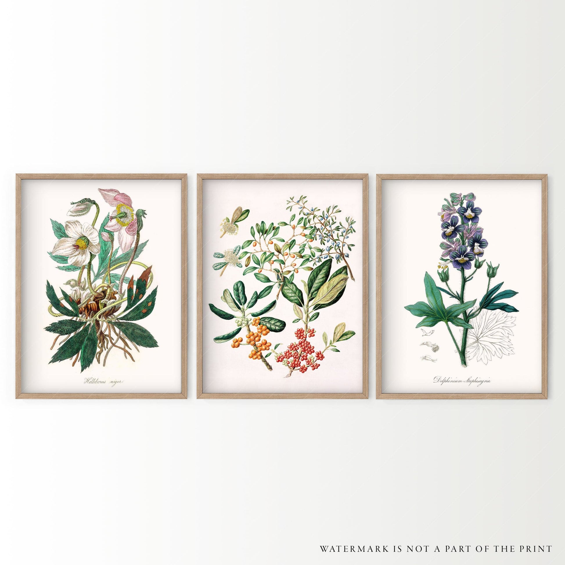 Botanical Gallery Wall, Set of 3 Prints, Antique Flower Paintings