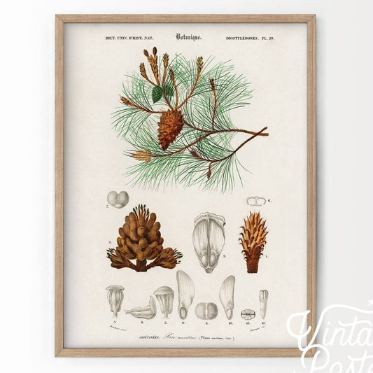 Botanical poster, Pine tree wall art, Vintage Pine Cone print