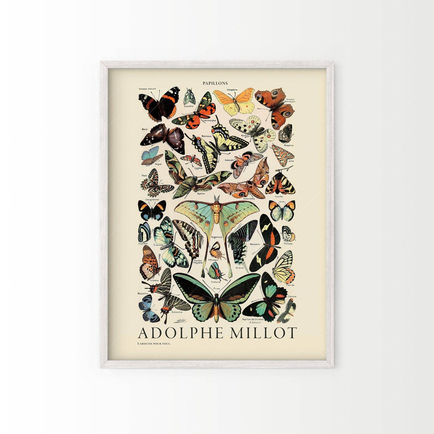 Butterfly Print, Adolphe Millot Poster