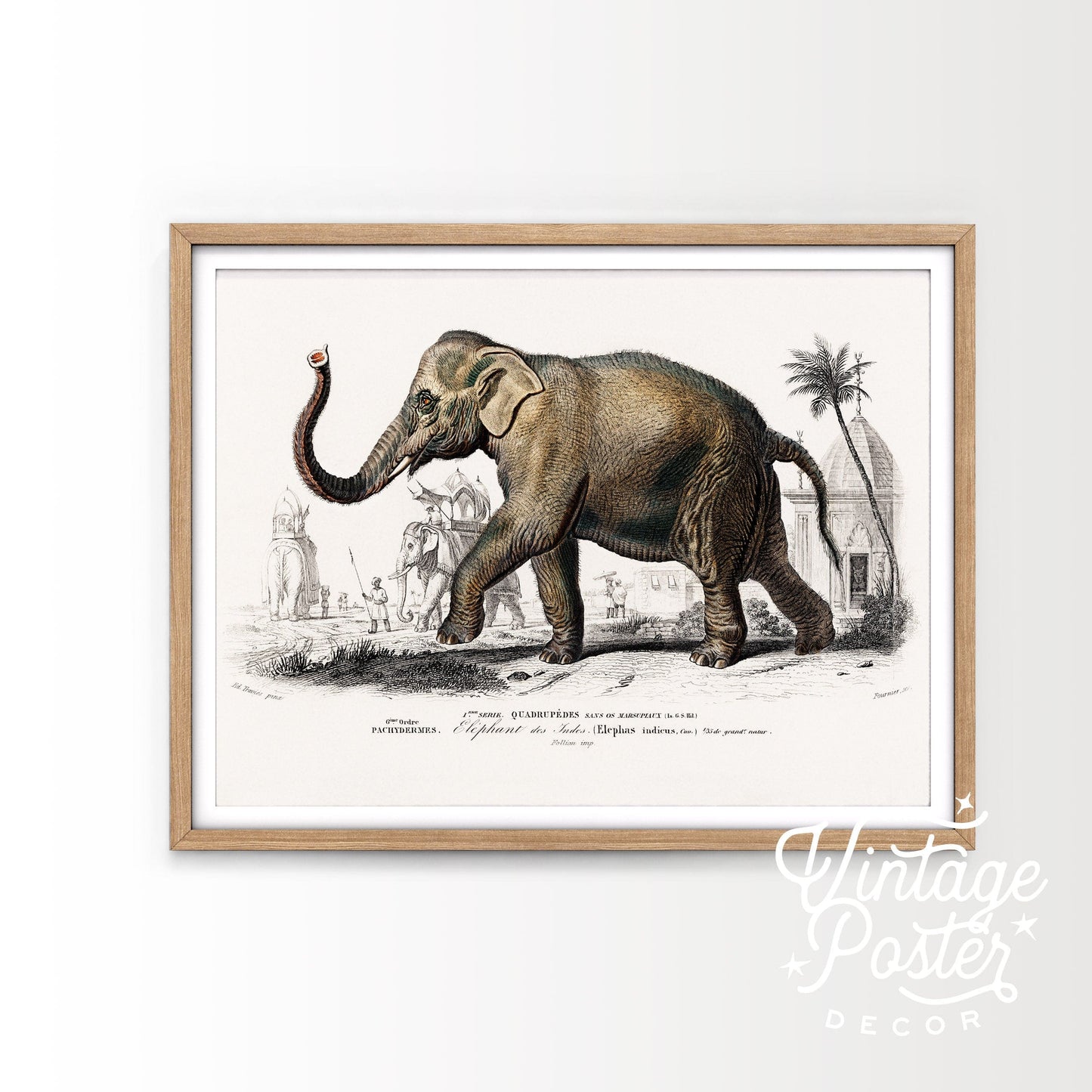 Elephant Print, Vintage Animal Poster, Animal Print, Nursery Animals, Charles Dessalines, Vintage Elephant Wall Art, High Quality Paper