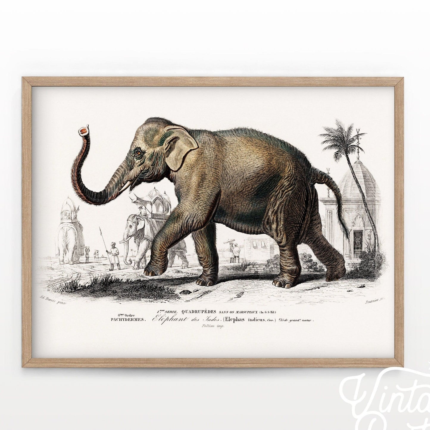 Elephant Print, Vintage Animal Poster, Animal Print, Nursery Animals, Charles Dessalines, Vintage Elephant Wall Art, High Quality Paper