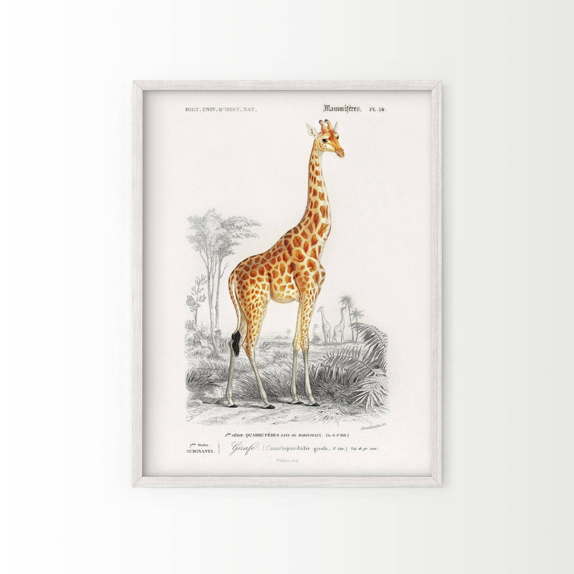 Giraffe Print, Vintage Animal Poster, Animal Print, Nursery Animals, Charles Dessalines, Vintage Giraffe Wall Art, High Quality Paper